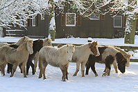 Islandfohlen-Winter-2010--281.jpg