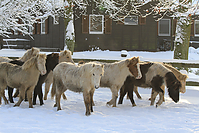 Islandfohlen-Winter-2010--282.jpg