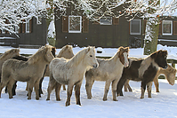 Islandfohlen-Winter-2010--283.jpg