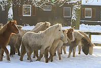 Islandfohlen-Winter-2010--286.jpg