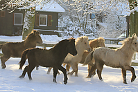 Islandfohlen-Winter-2010--291.jpg