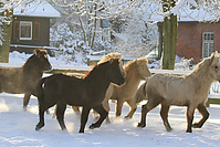 Islandfohlen-Winter-2010--293.jpg