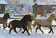 Islandfohlen-Winter-2010--294.jpg