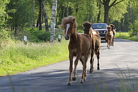 Islandhengste-Mai_0074.JPG