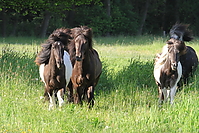 Islandhengste-Mai_0120.JPG