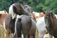 Reitschule-Fohlenweide-100.jpg