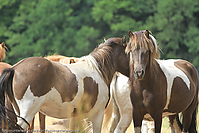 Reitschule-Fohlenweide-103.jpg