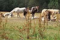 Reitschule-Fohlenweide-110.jpg