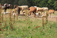 Reitschule-Fohlenweide-111.jpg