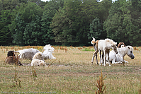 Reitschule-Fohlenweide-112.jpg