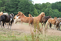 Reitschule-Fohlenweide-115.jpg