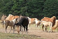 Reitschule-Fohlenweide-117.jpg