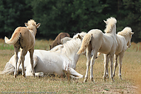 Reitschule-Fohlenweide-119.jpg