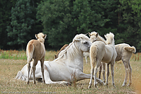 Reitschule-Fohlenweide-120.jpg