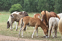 Reitschule-Fohlenweide-122.jpg