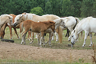 Reitschule-Fohlenweide-125.jpg