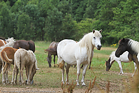 Reitschule-Fohlenweide-126.jpg