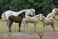 Reitschule-Fohlenweide-127.jpg