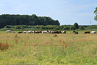 Reitschule-Fohlenweide-26.jpg