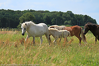 Reitschule-Fohlenweide-28.jpg