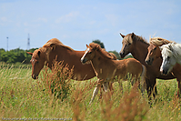 Reitschule-Fohlenweide-33.jpg