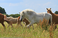 Reitschule-Fohlenweide-35.jpg