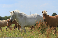 Reitschule-Fohlenweide-36.jpg