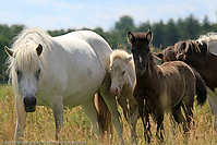 Reitschule-Fohlenweide-41.jpg