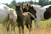 Reitschule-Fohlenweide-42.jpg