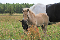 Reitschule-Fohlenweide-47.jpg