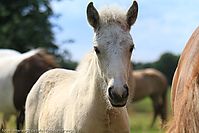 Reitschule-Fohlenweide-48.jpg