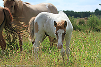 Reitschule-Fohlenweide-55.jpg