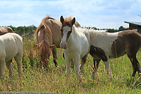 Reitschule-Fohlenweide-56.jpg