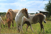 Reitschule-Fohlenweide-57.jpg