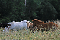 Reitschule-Fohlenweide-62.jpg