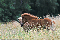 Reitschule-Fohlenweide-63.jpg