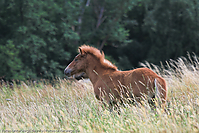 Reitschule-Fohlenweide-64.jpg