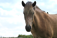 Reitschule-Fohlenweide-65.jpg