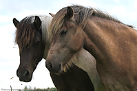 Reitschule-Fohlenweide-66.jpg