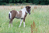 Reitschule-Fohlenweide-68.jpg