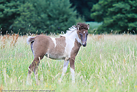 Reitschule-Fohlenweide-69.jpg