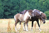 Reitschule-Fohlenweide-73.jpg