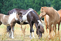 Reitschule-Fohlenweide-74.jpg