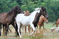 Reitschule-Fohlenweide-77.jpg