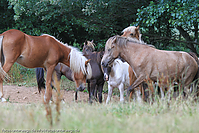 Reitschule-Fohlenweide-83.jpg