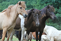 Reitschule-Fohlenweide-88.jpg