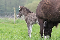 Islandfohlen-mai-2010-0003.JPG