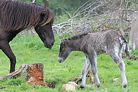 Islandfohlen-mai-2010-0017.JPG