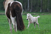 Islandfohlen-mai-2010-0032.JPG