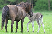 Islandfohlen-mai-2010-0043.JPG